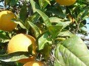 L'orange, bien plus qu'un fruit biobox.fr