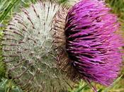 Circes Cirse laineux