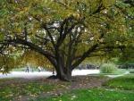 Jardin Plantes, octobre 2015