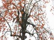 Diospyros, arbre Noël