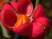 Toxique Fusain d'Europe (Euonymus europaeus)