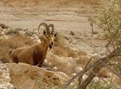 Israel semaine: désert Néguev Eilat