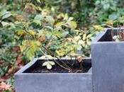 Hilliers'Dwarf, sureau Plutôt Staphylea