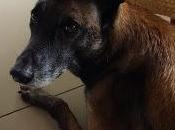 dior blason croix d'argent