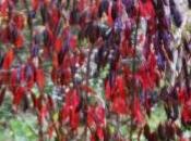 Euonymus grandiflorus 'Red Wine'