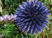 Oursin bleu Azurite, Echinops ritro