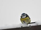 Calendrier lunaire pour jardiner Décembre 2015