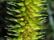 Laîche pendante n'est pendula