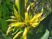 Grande gentiane (Gentiana lutea)