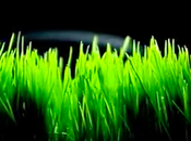 Cette lampe bureau pouvoir faire pousser végétation