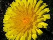 Hypochaeris radicata (Porcelle enracinée)