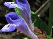 Scutellaire casque, Grande toque (Scutellaria galericulata)