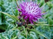 Chardon-Marie (Silybum marianum)