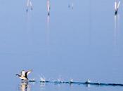 photo lagune Venise (vers Burano)