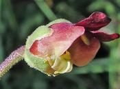 Minuscule fleur Scrophulaire