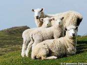 National Geographic 2015 plus belles photos d'animaux