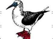 Pieds Rouges Capbreton