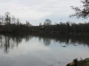 bernaches arrivent, elles annoncent l'hiver