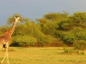 Voyage Kenya découverte parc national Tsavo réserve nationale Samburu