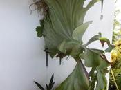 Platycerium, fougère corne d’élan