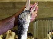 Tous Verts sont contre gavage canards