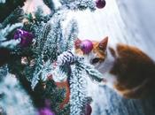 Quelques règles bases avant d'adopter minet