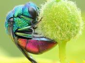 Divers magnifique nature