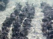 microbilles plastique dans océans, menace sérieuse pour huîtres autres mollusques