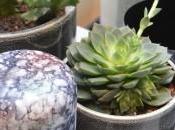 Maison Objets coup coeur Lion