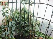 Clematis armandii 'Apple Blossom' prépare