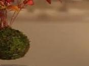 DESIGN bonsaï, premier bonsaï volant