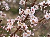 Premières fleurs d'amandiers