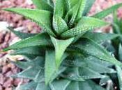 plante grasse: l'haworthia