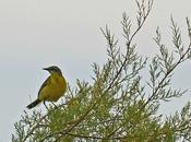 Afrique elles forment dortoirs milliers d'individus