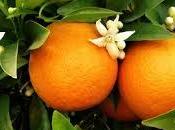Recette confiture d'oranges amères