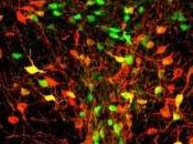 ÉMOTION: solitude isolée tour dans cerveau Cell
