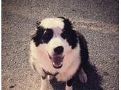 Piper, chien d'aéroport