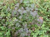 cornouillers bois rouge