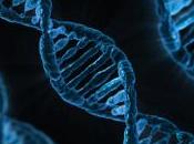 Manipulation d’ADN embryons