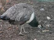 paon récupéré queue