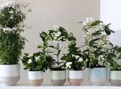 mars, plantes fleurs blanches parfumées Gardénia, Stéphanotis Jasmin