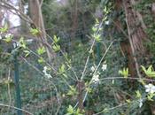 Crimson autres pruniers