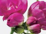 Freesia