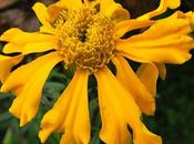 Plante tinctoriale Tagetes patula (Œillet d'Inde)