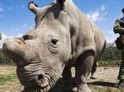 Afrique triste record braconnage rhinocéros