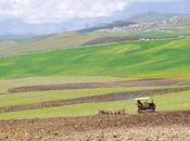 Coopération algéro-néerlandaise Intérêt pour l’agriculture