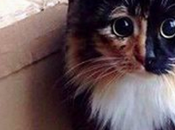 chat yeux irrésistible petit secret