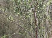 Prunus salicina sauvage cerasifera rouge