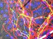 PARKINSON: grand bioingénierie cellules souches Nature Communications