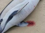 Plus d'une centaine dauphins échoués côte Atlantique depuis début mars